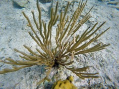 Orange Spiny Sea Rod