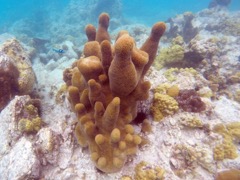 Pillar Coral