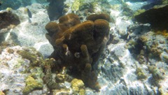 Pillar Coral