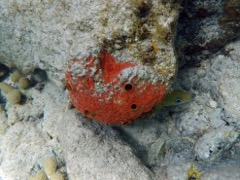 Red Boring Sponge