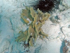 Scaled Lettuce Coral