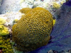 Symetrical Brain Coral