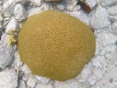 Symetrical Brain Coral