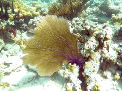 Venus Sea Fan