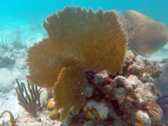 Venus Sea Fan