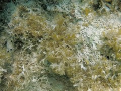 Y Branched Algae