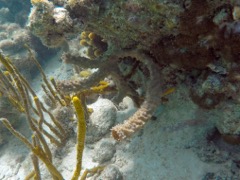 Yellow Tube Sponge (4')