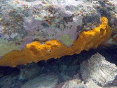 z. Unknown (to me) Encrusing Sponge