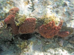 z. Unknown (to me) Encrusing Sponge