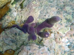 z. Unknown (to me) Tunicate?