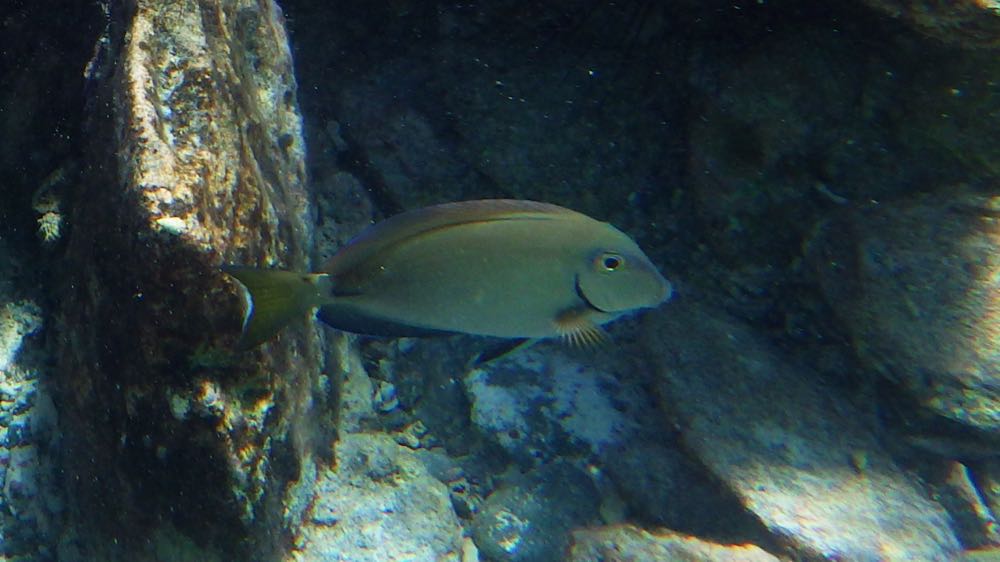 Ocean Surgeonfish