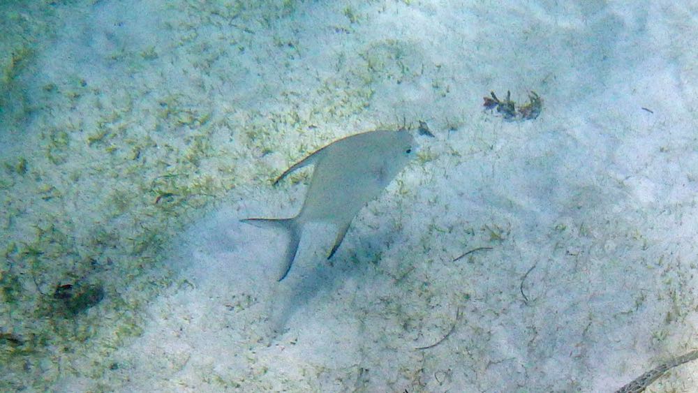 Palometa