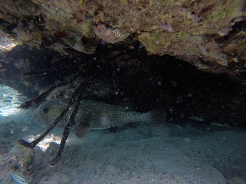 Porcupine FIsh