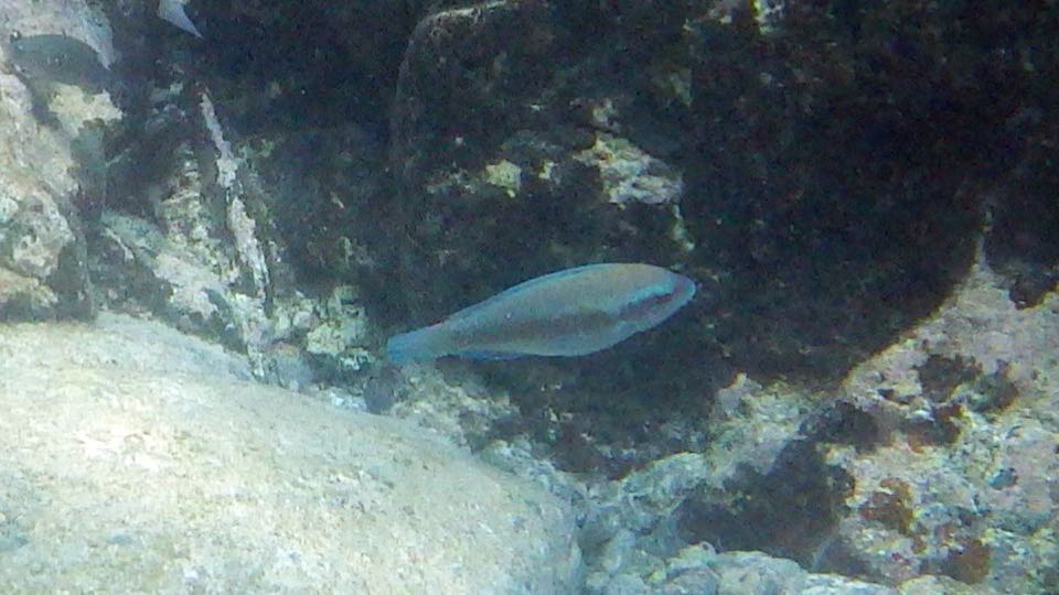 Princess PArrotfish