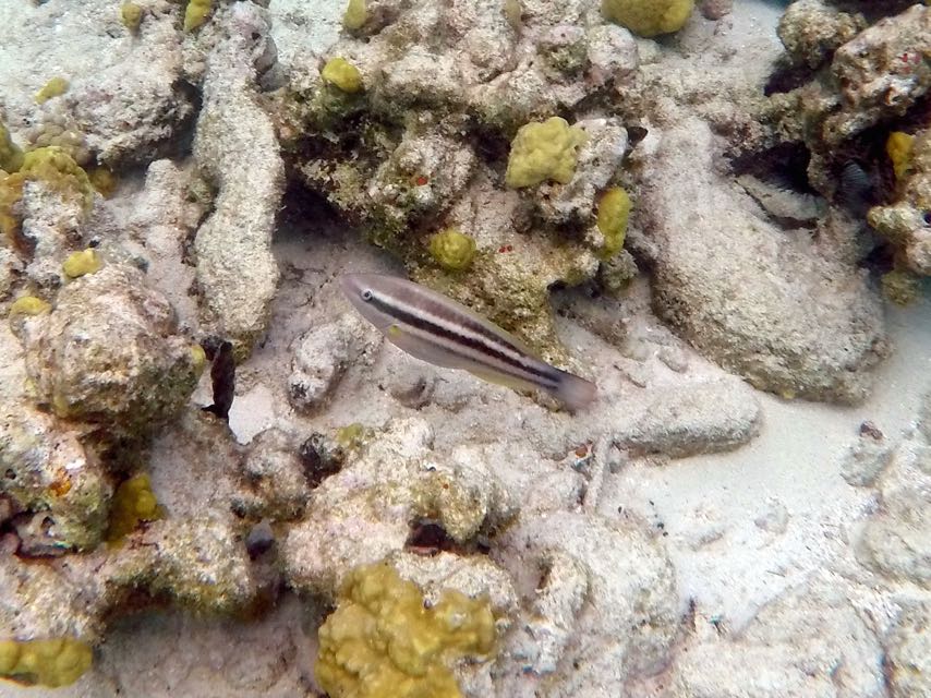 Princess Parrotfish Juvenile 1.5