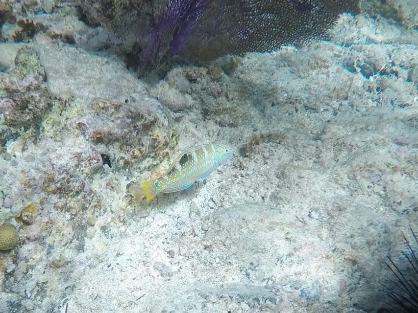 Puddingwife 6