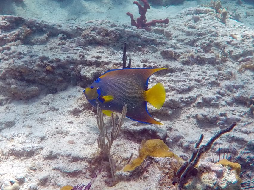 Queen Angelfish