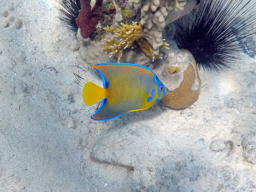 Queen Angelfish Intermediate