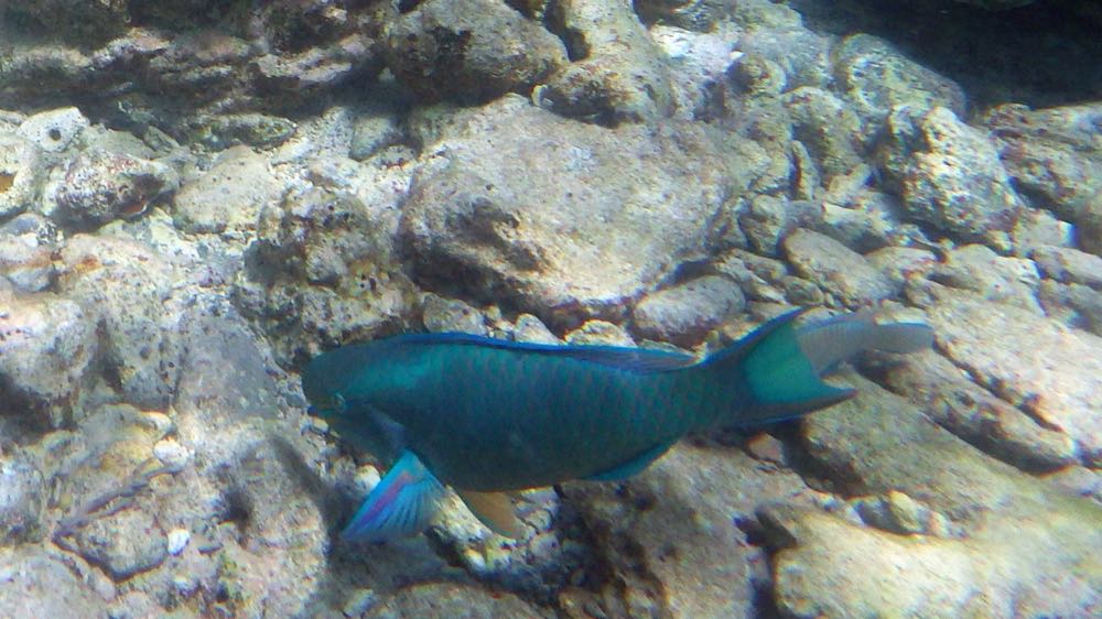 Queen Parrotfish