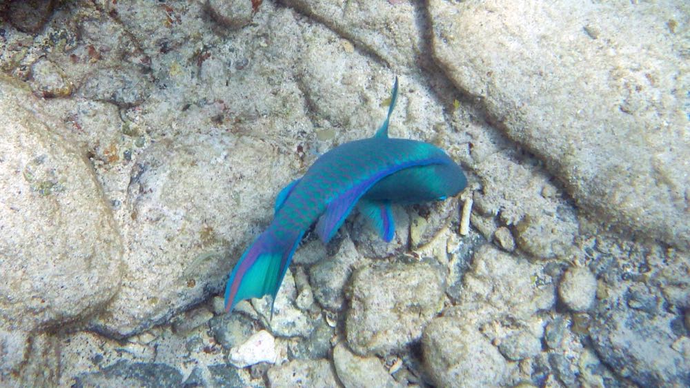 Queen Parrotfish