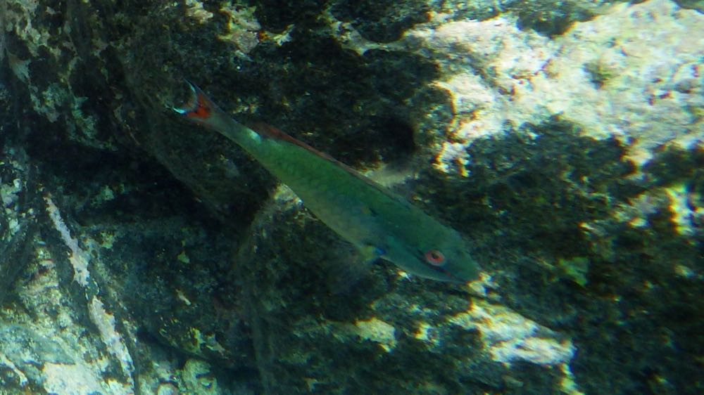 Redband Parrotfish