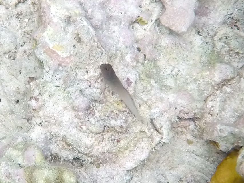 Redlip Blenny (2