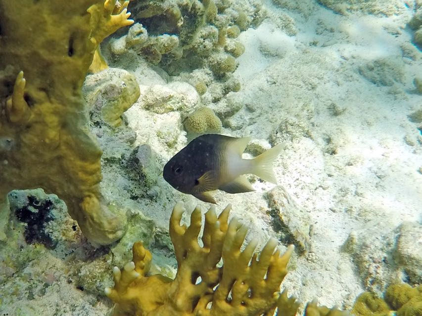 Bicolor Damselfish (1