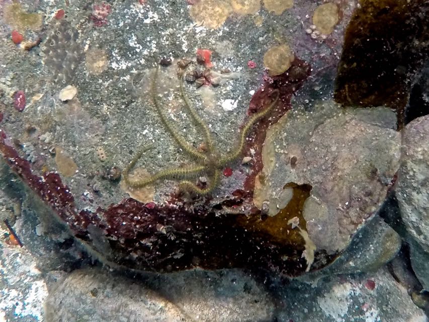 Reticulated Brittle Star