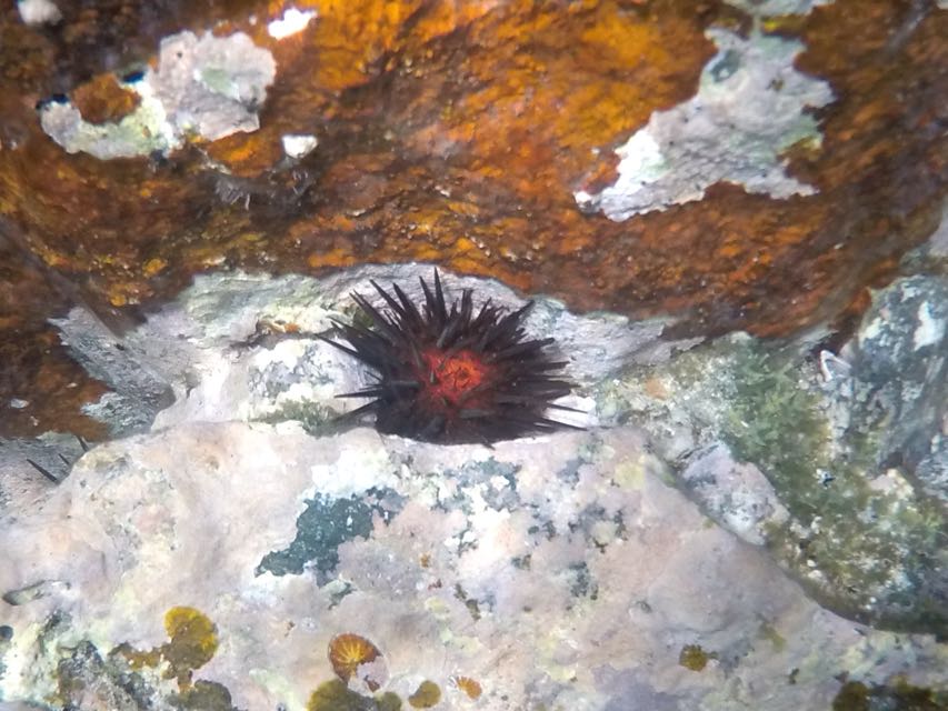 Rock-Boring Urchin