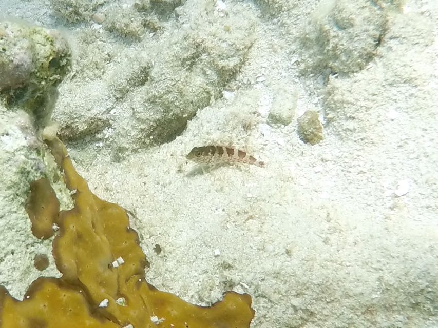 Saddled Blenny