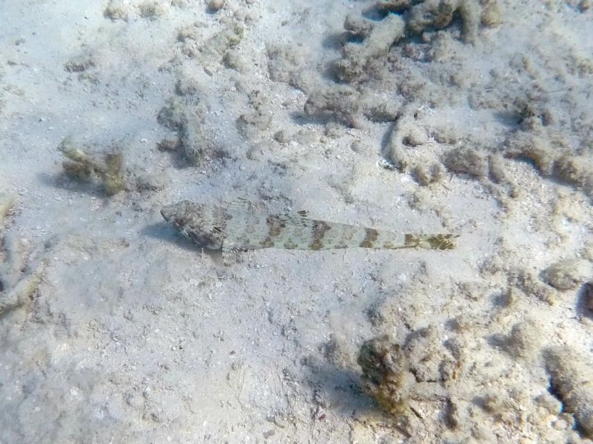 Sand Diver