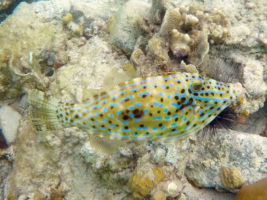 Scrawled Filefish (24