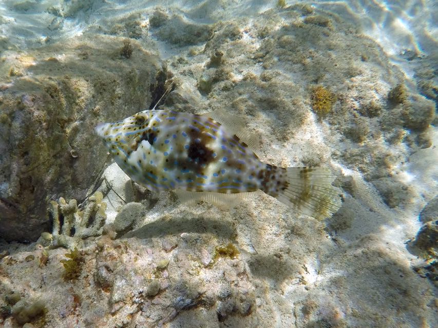 Scrawled Filefish (24