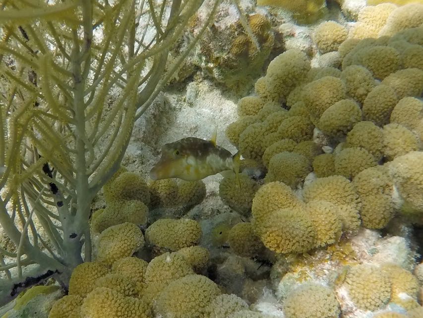 Sharpnose Puffer