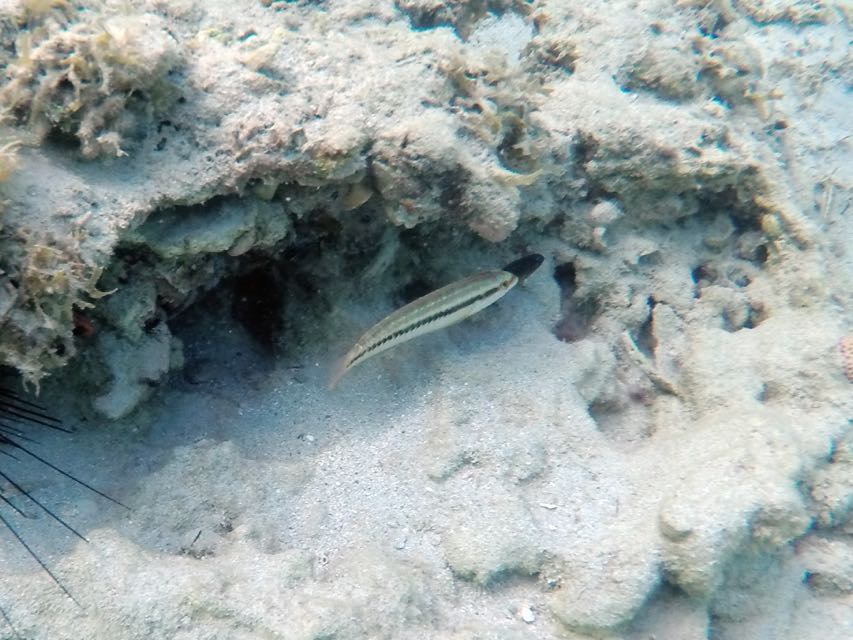 Slippery Dick Wrass Juvenile