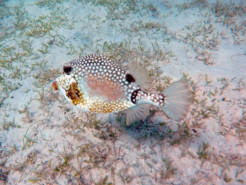 Smooth Trunkfish