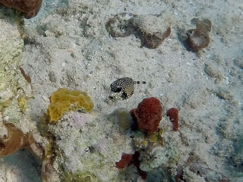 Smooth Trunkfish Baby (1/4