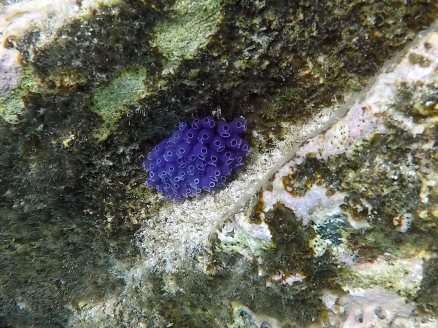 Blue Bell Tunicates