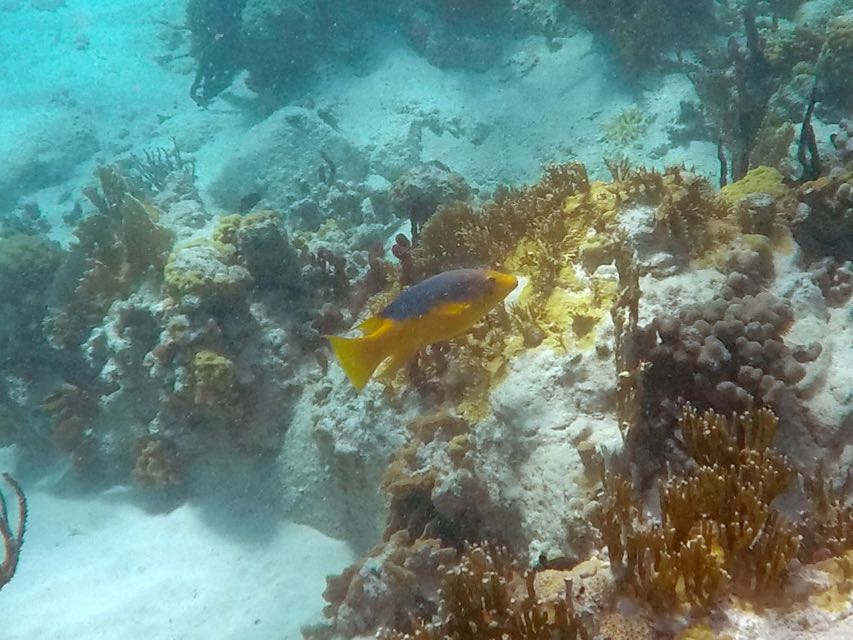 Spanich Hogfish