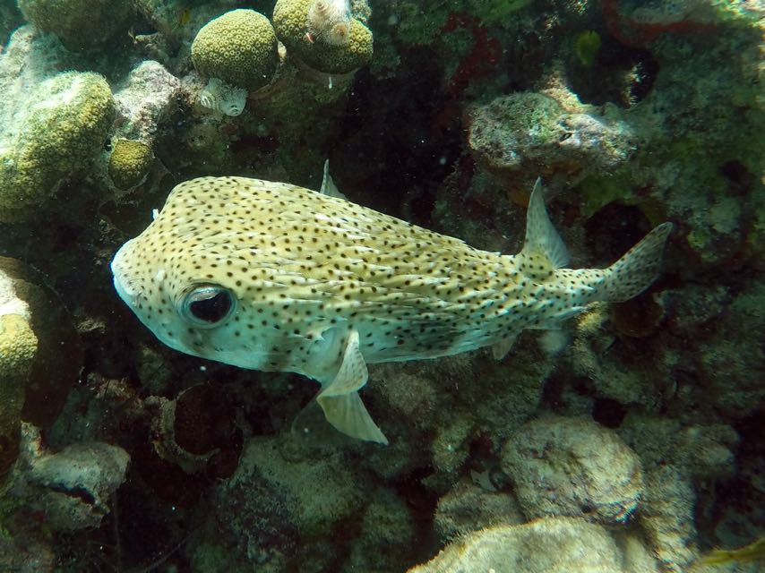 Spotted Burrfish