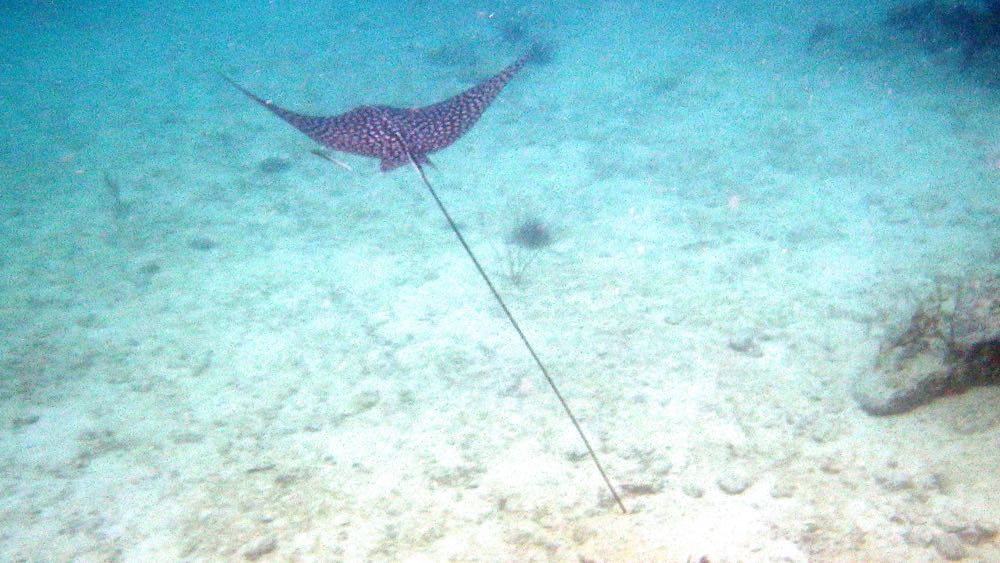 Spotted Eagle Ray