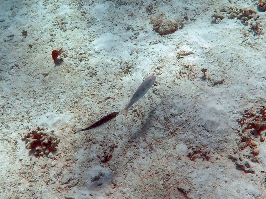 Spotted Goatfish