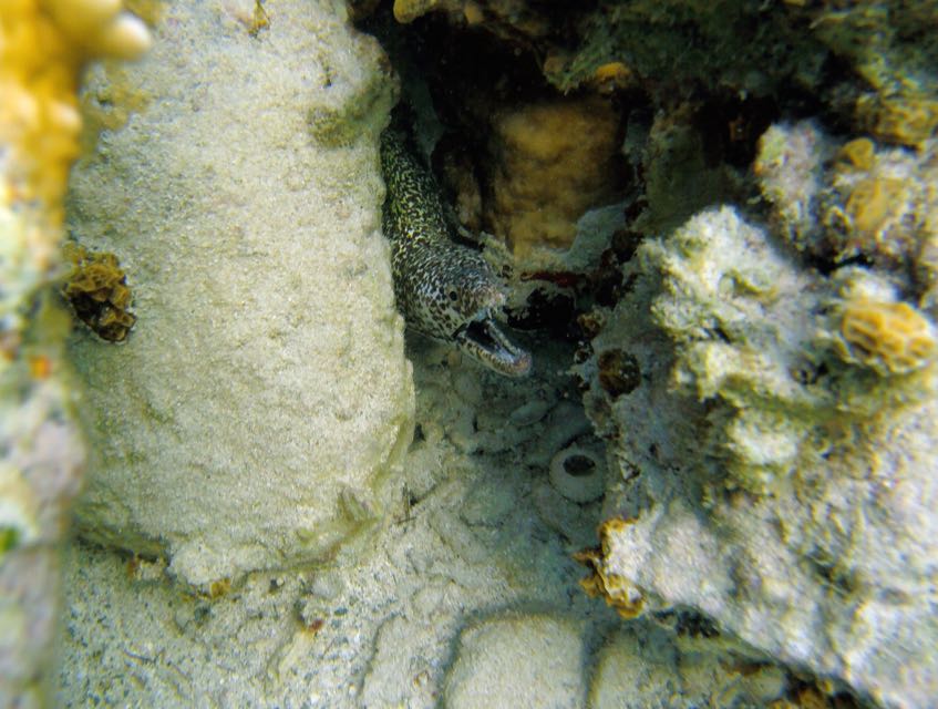 Spotted Moray Eel (4'?)