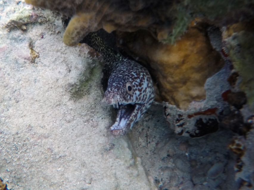 Spotted Moray Eel (4'?)