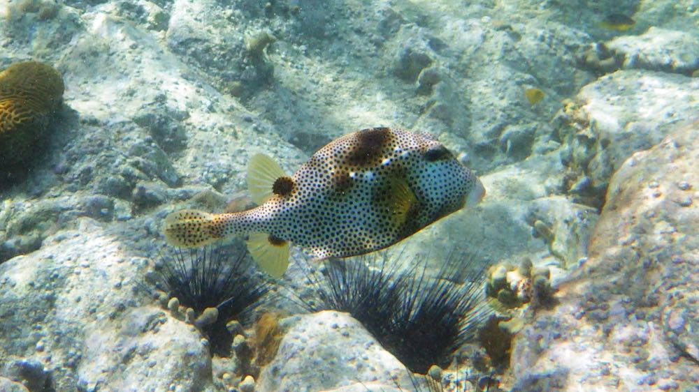 Spotted Trunkfish