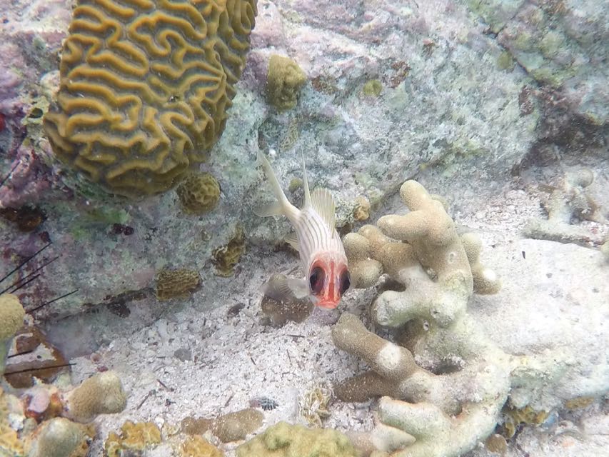 Squirrelfish