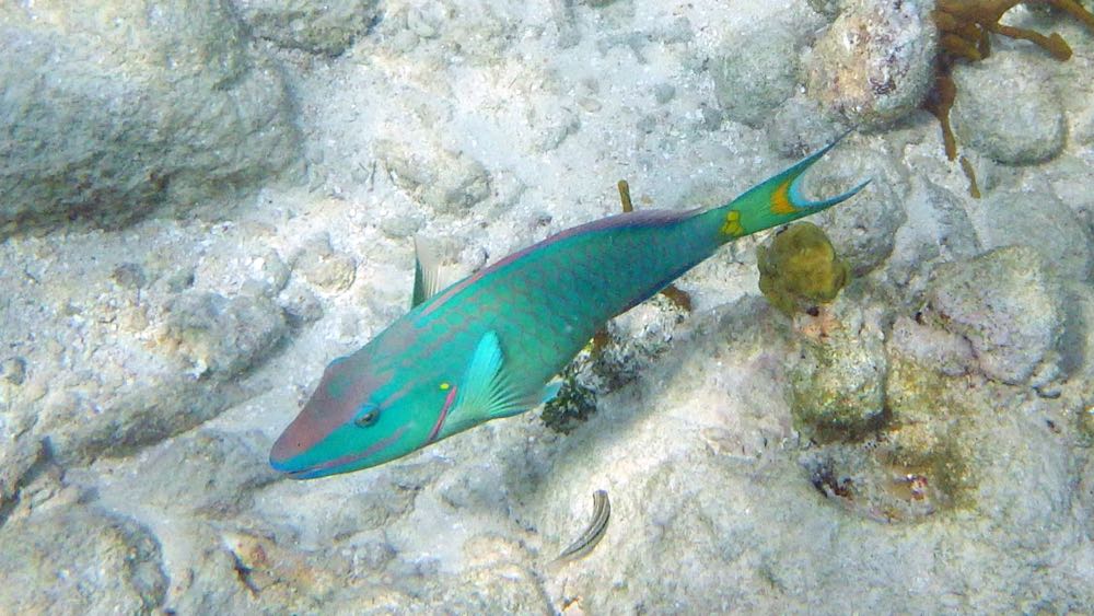 Stoplight Parrotfish 24