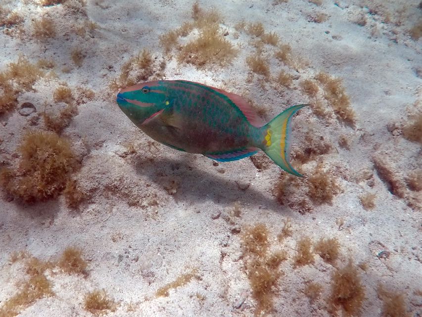 Stoplight Parrotfish 24