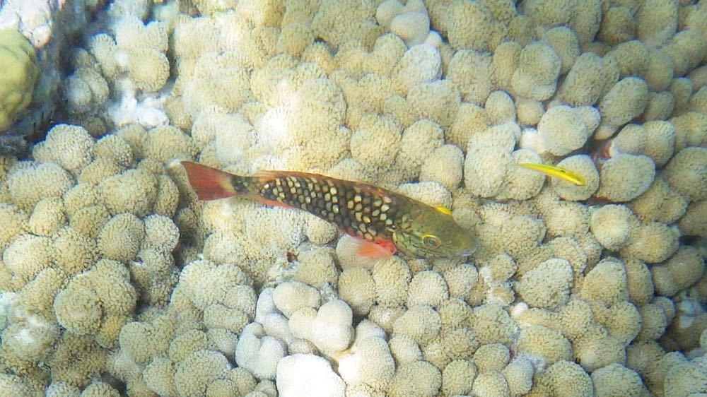 Stoplight Parrotfish Intermediate 10