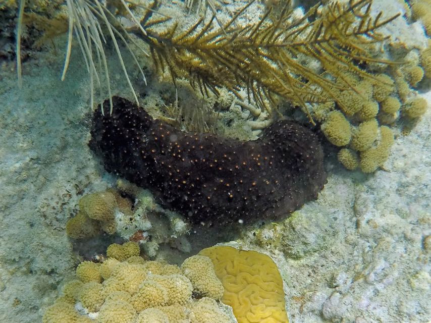 Three Row Sea Cucumber (12